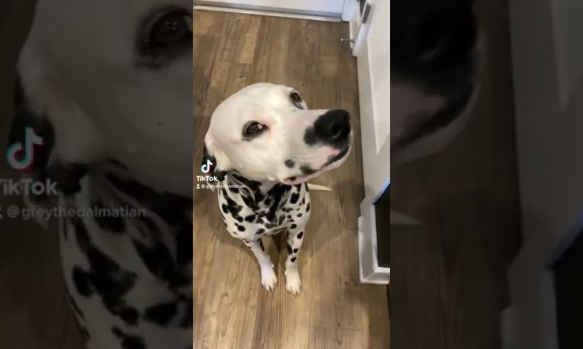 Cute Puppy Dalmatian 1 year Transformation