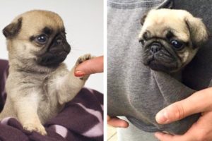 😍Cute & Funny Pug Puppies Videos That Are IMPOSSIBLE Not To Aww At💖🐶| Cutest Puppies