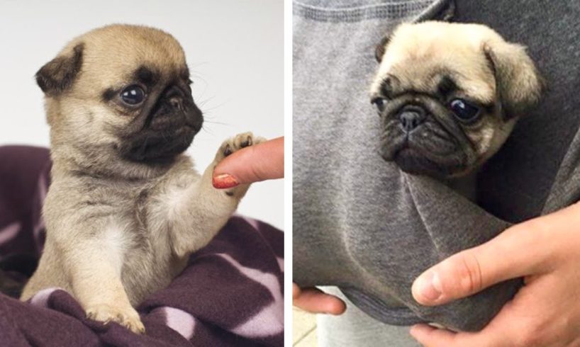 😍Cute & Funny Pug Puppies Videos That Are IMPOSSIBLE Not To Aww At💖🐶| Cutest Puppies