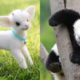 Cute baby animals Videos Compilation cute moment of the animals - Cutest Animals #45