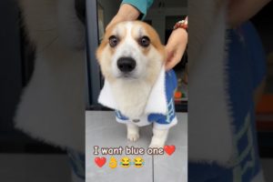 Cute baby dog | cute puppies #shortvideo #cute #pets #dogs #ytreels