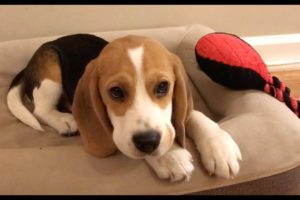 Cute beagle puppy 5 months to 5 years