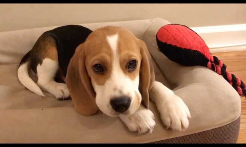 Cute beagle puppy 5 months to 5 years