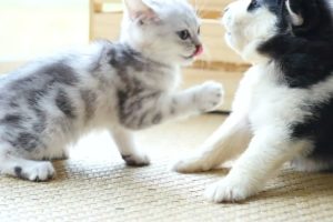 Cute cats playing with cute dogs - Friendly animals