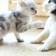 Cute cats playing with cute dogs - Friendly animals