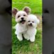 Cute dog baby 😍#dogpuppy #shorts  #animalplanet