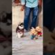 Cute dog video|| cute puppies #viral #shortsvideo #viralvideo #dog #shorts