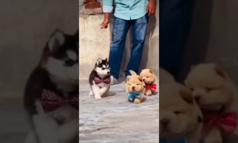 Cute dog video|| cute puppies #viral #shortsvideo #viralvideo #dog #shorts