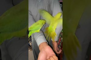 Cute hand tame parrots playing with me #greenparrot #parrot #parrotvideo #parrottalking
