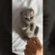 Cute kitten #catvideos #cats #lovecats #catlover #kittens #cat #princesscat