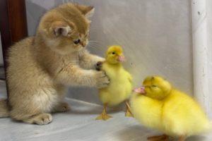 Cute kitten invites ducklings to play together!