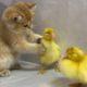 Cute kitten invites ducklings to play together!
