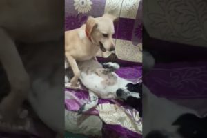 Cute puppies Oru Softie and Charlie #puppyvideos #dog ❤️🤣🤣