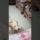 Cute puppies Softie ❤️❤️😘 #puppyvideos #dog