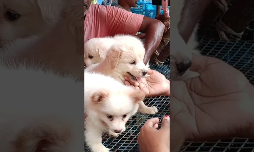 Cute puppies Video # Kolkata pet market # Galiff Street