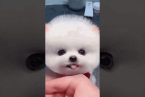 Cute puppies🤩🤩# Who likes cute puppies# Comment# Youtube shorts 🤩🤩