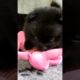Cute puppies 😍 #cutepomeranianvideos #pomeranian #pompom #pomeranianpuppy #cutepuppy #cutepuppies