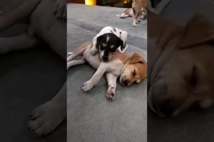 Cute puppies 😍 #dog #doglover #puppy #viral #shorts
