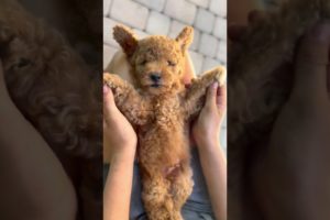Cute puppies | dogs | puppy  innocent | dog lovers #trending #viral #shorts