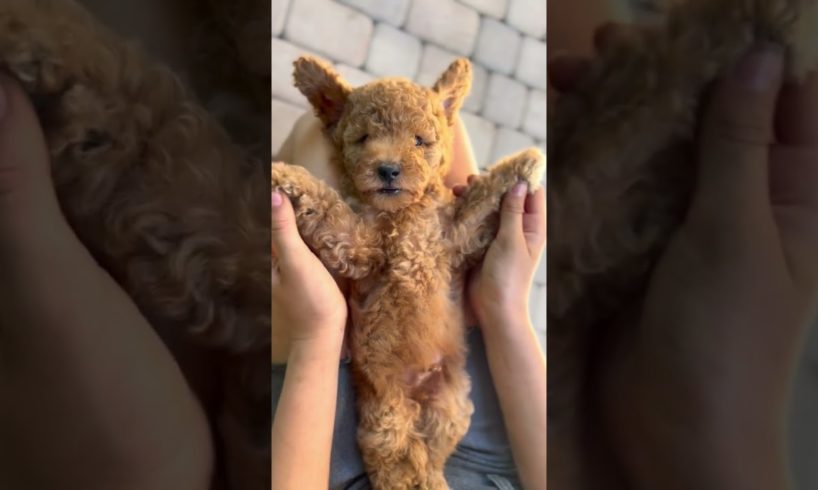 Cute puppies | dogs | puppy innocent | dog lovers #trending #viral #shorts