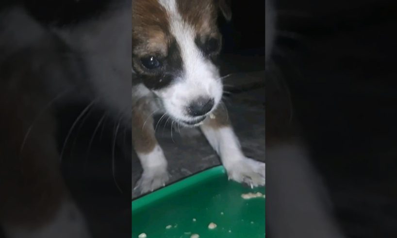 Cute puppies eating their food.#shorts #youtubeshorts#viral #dog