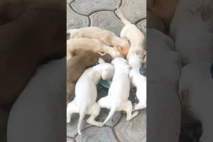 Cute puppies eating time