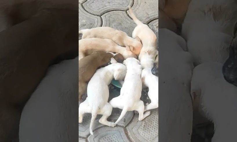 Cute puppies eating time