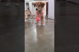 Cute puppies playing #shorts #cutepuppy