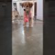 Cute puppies playing #shorts #cutepuppy