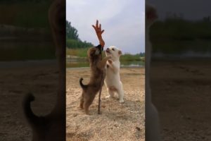 Cute puppies! #viral #shorts
