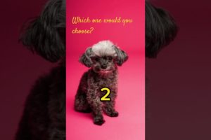 Cute puppies 🐶 which ☝️ is your favorite 🤩 #fungame