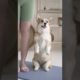 Cutest Puppies Compilation 10 #PuppyLove#AdorablePuppies#PuppyHealth#PuppyLife