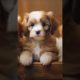 🐶 Cutest Puppies Ever! You Won't Believe Your Eyes! #cutepuppy