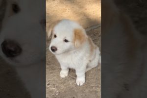 Cutest Puppies at Animal Farm For Kids #shorts #puppy #farmanimals #oliverandlucas