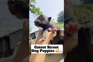 Cutest Street Dog Puppies 🥰 | #296