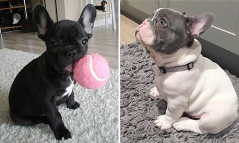 😁 Cutest and Funniest French Bulldog 🐶😻  - Hilarious Animals Videos 2022
