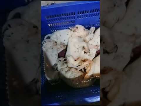 Cutest puppies # Dalmatian # shorts video