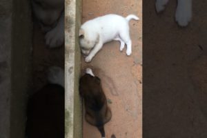 Cutest puppies! #shorts #dog