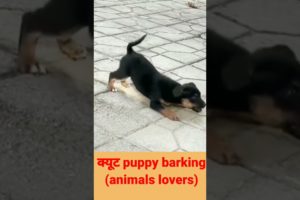 Cutest puppy hai#puppy barking#09Mviral#shorts