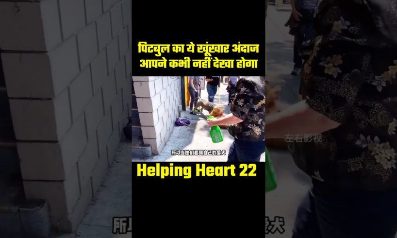 Dangerous attack of pitbull dog#shorts #animalrescue #rescue #rescuedog #animals @HelpingHeart22