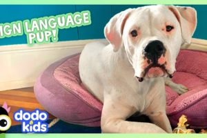 Deaf Puppy Knows Sign Language! | Dodo Kids | Animal Videos