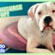 Deaf Puppy Knows Sign Language! | Dodo Kids | Animal Videos