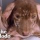 Dog Dumped On The Street Is So Fluffy And Happy Now | The Dodo