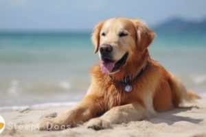 Dog Music - Relaxing Sounds for Dogs with Anxiety! Helped 4 Million Dogs Worldwide!