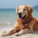 Dog Music - Relaxing Sounds for Dogs with Anxiety! Helped 4 Million Dogs Worldwide!