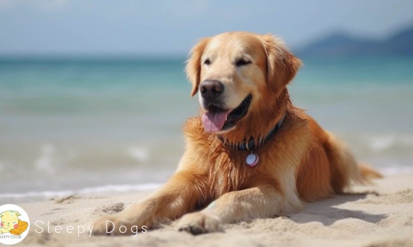 Dog Music - Relaxing Sounds for Dogs with Anxiety! Helped 4 Million Dogs Worldwide!