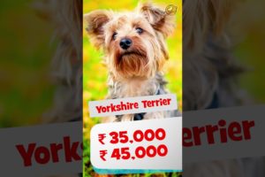Dog Price List In India For Small Dogs | How Much $$$ do Small Dogs Cost in India?