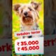 Dog Price List In India For Small Dogs | How Much $$$ do Small Dogs Cost in India?