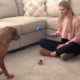 Dog has strangest reaction to tennis balls