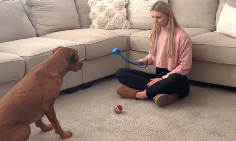 Dog has strangest reaction to tennis balls